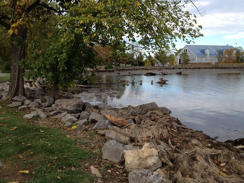 Ducks on the Potomac, Alexandria