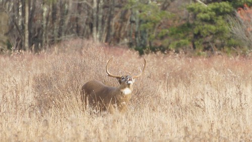 Deer on Big Meadows, Shenandoah (cropped)