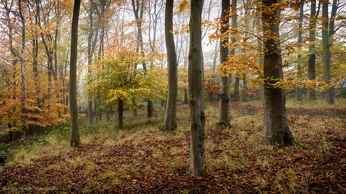 wood autumn trees england orange mist fall woodland season unitedkingdom sony seasonal beech wallingford a77 wittenhamclumps littlewittenham sonyalpha andyhough slta77 littlewittenhamwood sonyzeissdt1680 andyhoughphotography
