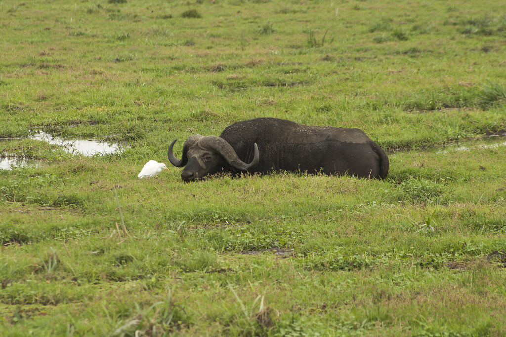 MEMORIAS DE KENIA 14 días de Safari - Blogs de Kenia - AMBOSELI I (13)