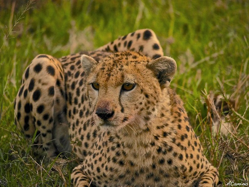 12 días de Safari en Kenia: Jambo bwana - Blogs de Kenia - Gran dia en el M.Mara viendo cazar a los guepardos (77)