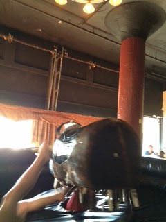 Mechanical bull ride at Bourbon Barrel