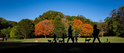 Fall colors in Prospect Park