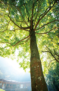 大樹，不單是個生命體，也是個生態系。張蕙芬說，創業時以「大樹」做為出版公司名稱及標誌，不僅是內心渴望的落實，也是崇高願景的標的。圖出自《臺灣老樹旅行》