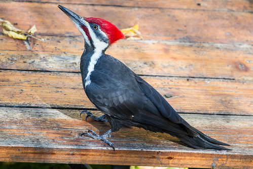 Pileated Woodpecker on my picnic table