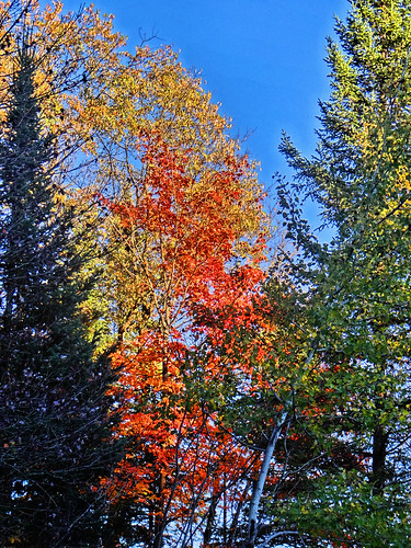 autumn fall colors leaves adirondacks
