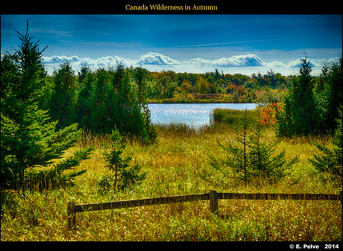 camera autumn lake ontario canada fall burlington forest pinetrees hdr 2014 nikond800e voigtlandeapolanthar90mmf35slii