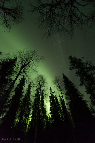 Auroras in the Forest
