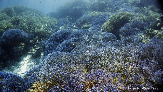 極上の青いサンゴ礁！！！