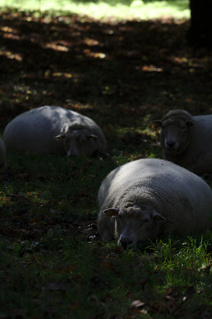 Sheep in the shadows