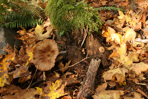 Mushrooms and leaf litter