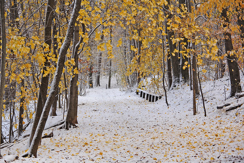 autumn winter snow fallfoliage winterphotography fallfoliagephotography