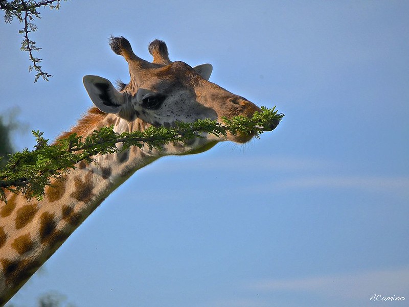 Gran dia en el M.Mara viendo cazar a los guepardos - 12 días de Safari en Kenia: Jambo bwana (12)