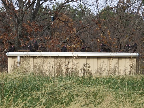 Turkey Vultures at the Marina at Clinton Lake in DeWitt County, IL 01