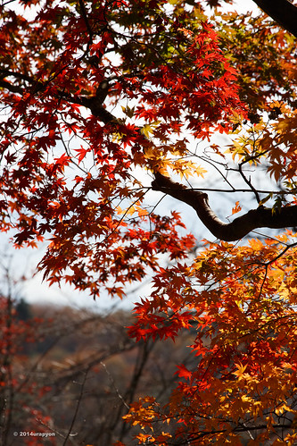autumn red sky orange color tree yellow japan canon maple autumnleaves 日本 紅葉 秋 fukushima mapleleaves shirakawa mapletrees 2014 coloredleaves 樹 福島県 fineweather eos6d 白河市 ef70300mmf456lisusm 70300f456l
