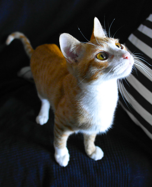 Simón, gatito naranja y blanco de ojos miel esterilizado, muy juguetón, nacido en Marzo´14, en adopción. Valencia. ADOPTADO. 15639888259_3e4354b8e6_z