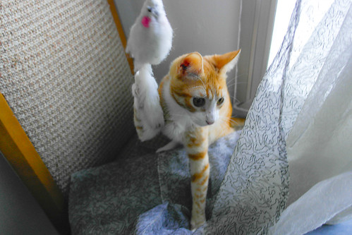Simón, gatito naranja y blanco de ojos miel esterilizado, muy juguetón, nacido en Marzo´14, en adopción. Valencia. ADOPTADO. 15640290298_44035b3f91