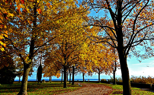 automne eau couleurs lac arbres paysages morges ors