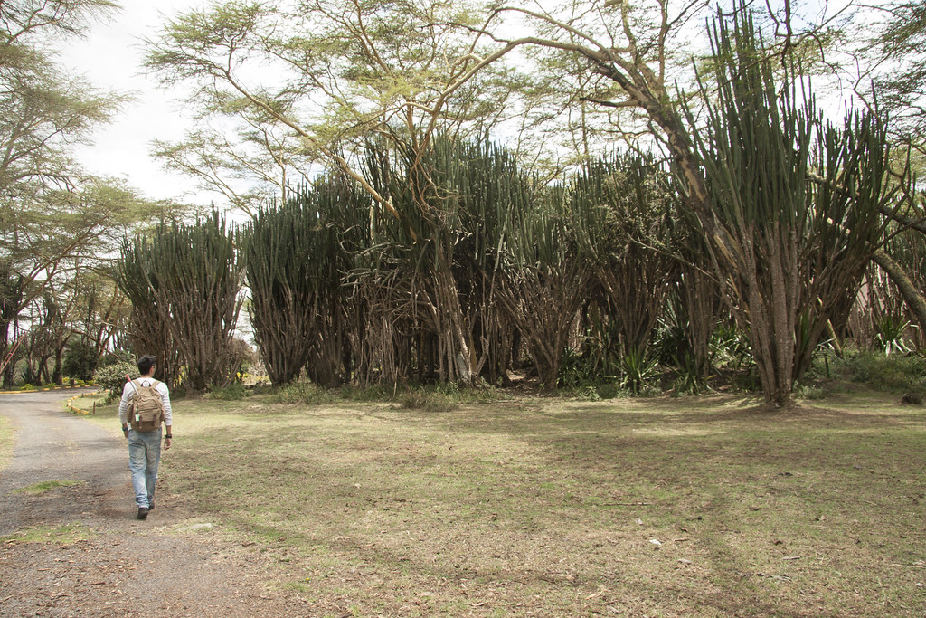 MEMORIAS DE KENIA 14 días de Safari - Blogs de Kenia - LAGO NAIVASHA (16)