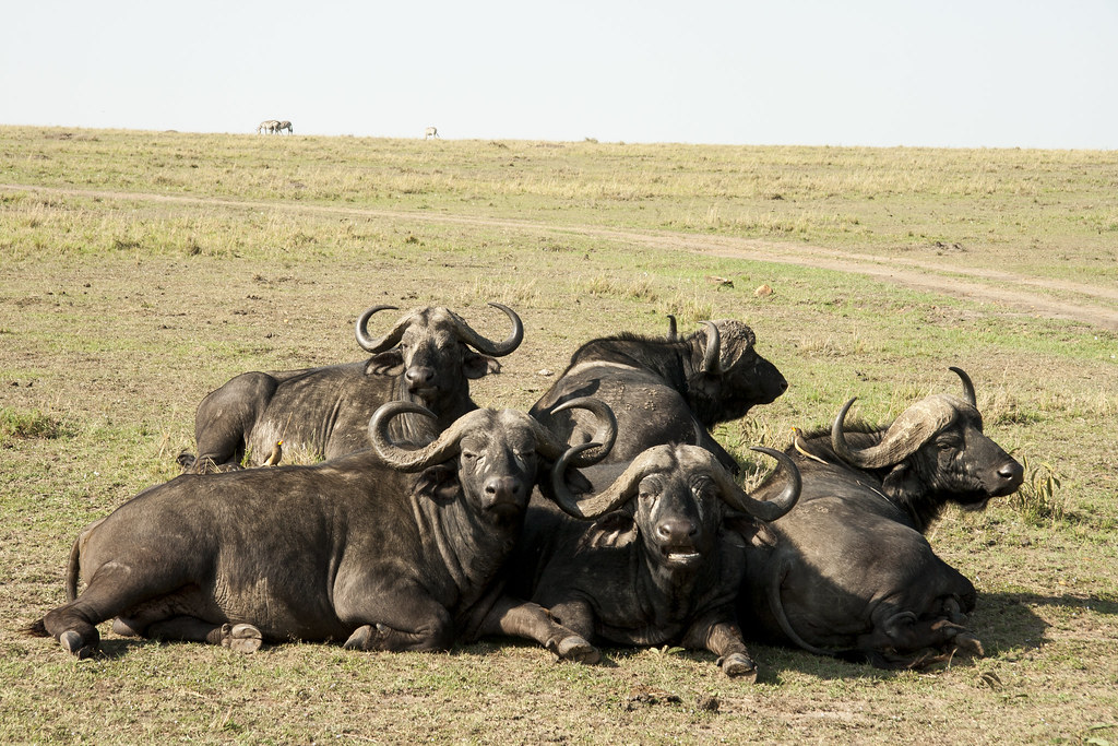 MASAI MARA III - MEMORIAS DE KENIA 14 días de Safari (6)