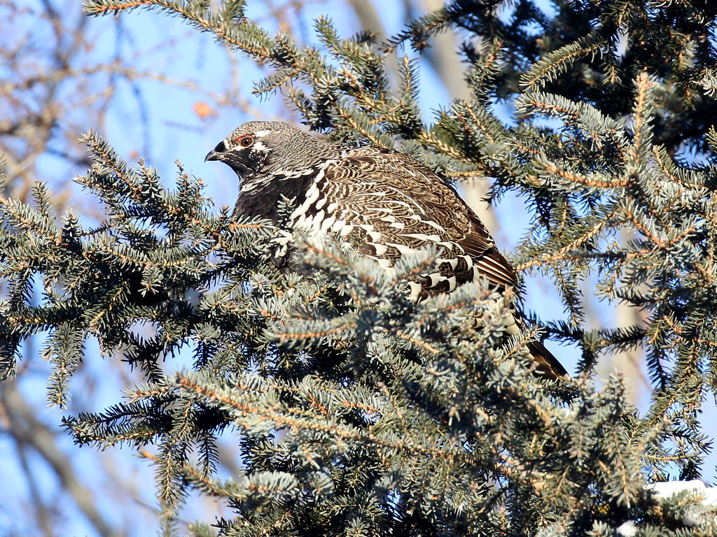 Photograph titled 'Spruce Grouse'
