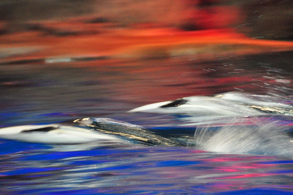 海豚图片  海洋生態