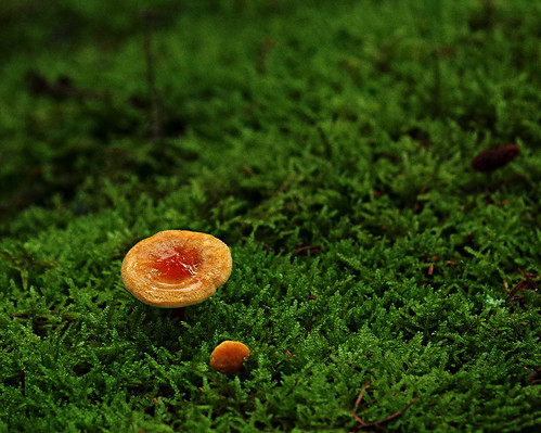 mushroom skåne pentax sweden göinge