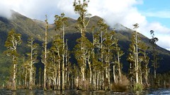 Ancient Forests, West Coast Wetland