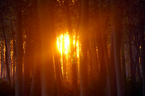 wood trees sunset sun france tree sunshine forest evening soleil woods poplar sony coucher sigma sunny late foret forêt a77 poplars saintnicolas 400mm stnicolas tarnetgaronne midipyrénées saintnicolasdelagrave stnicolasdelagrave a77v sonyalpha77 sonydslta77v