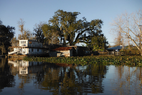tree oak louisiana bayou swamp wetlands ilobsterit