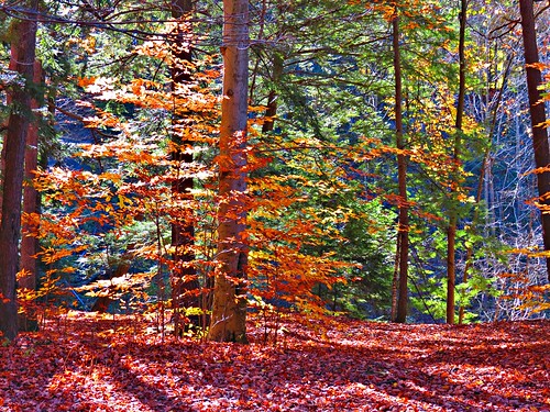 toronto ontario canada fall seasons fallcolours thomasjbatatrail wilketcreekpark