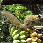 grey-bellied-squirrel