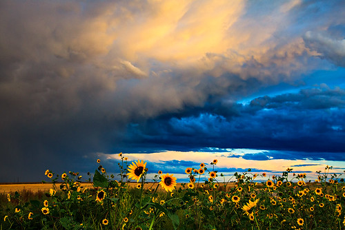flowers summer plants weather colorado sunflowers agriculture storms