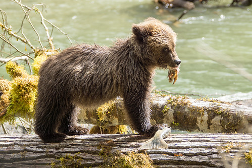 canada grizzly britscolumbia