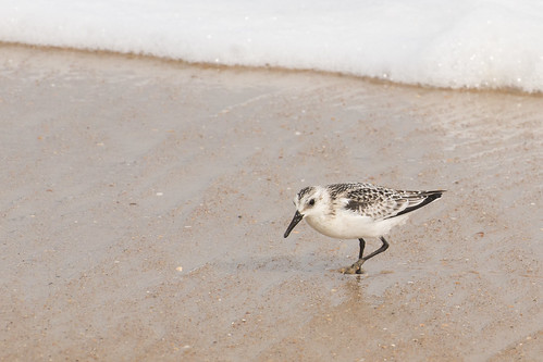 ocean bird beach unitedstates northcarolina explore sandpiper outerbanks frankoller