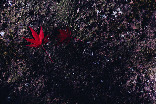 colored leaves on rock