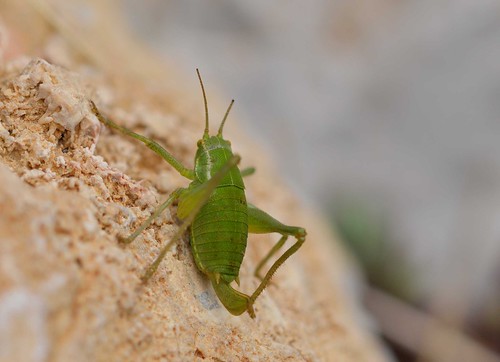 insects greece grasshopper centralgreece mtgiona