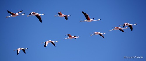 chile america de south flamingo flamingos atacama salar