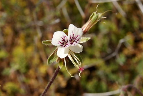 Pelargonium tragacanthoides