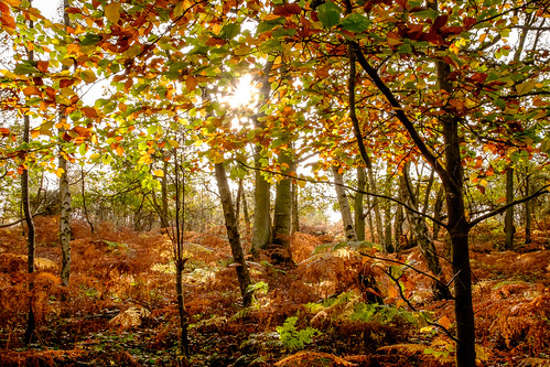 uk autumn trees england fall landscape fav50 unitedkingdom berkshire fav10 fav25 snelsmore snelsmorecommon fujifilmxt1