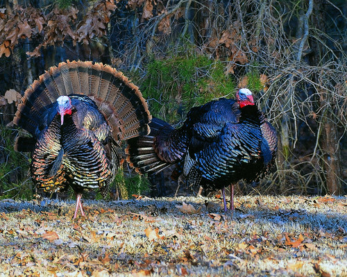 Two turkeys near the woods. Titled Strutting by Lori R. Bramble
