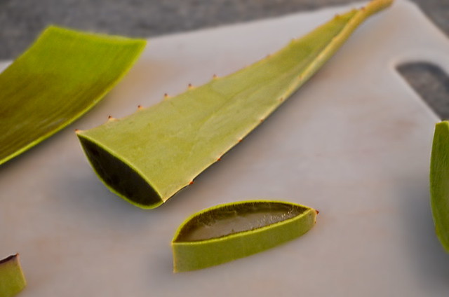 Aloe Vera leaves