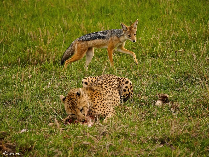 Gran dia en el M.Mara viendo cazar a los guepardos - 12 días de Safari en Kenia: Jambo bwana (67)