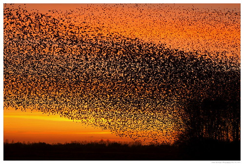 autumn holland fall birds silhouette herfst starling swarm starlings tegenlicht murmuration spreeuwen zwermen