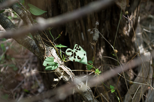 texas centraltexas motherneff motherneffstatepark moodytx nature hiking leaf depthoffield