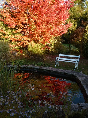 automne autumn jardin garden couleur rouge red bassin banc érable bancblanc reflet asters feuillage plantes arbre
