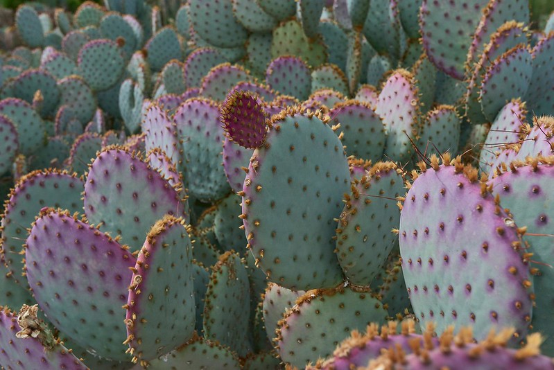 Pink Cactus - Phoenix