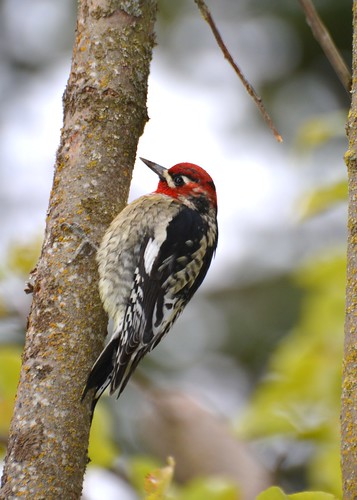 idaho quarryhill rednapedsapsucker sphyrapicusnuchalis latahcounty