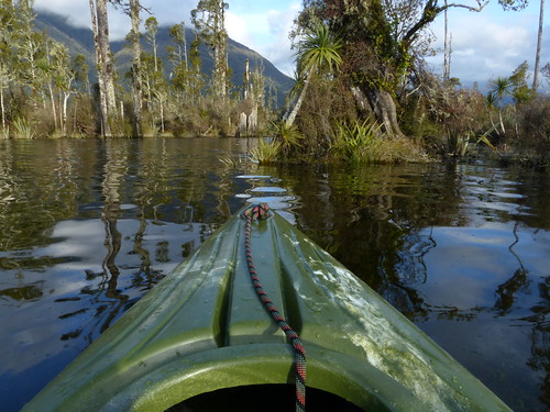 newzealand wild nature landscape photography kayak swamp wilderness westcoast aotearoa wetland swanbay newzealandnature lakebrunner kahikatea podocarps newzealandphotography stevereekie newzealandwild stevereekiephotography wildaotearoa