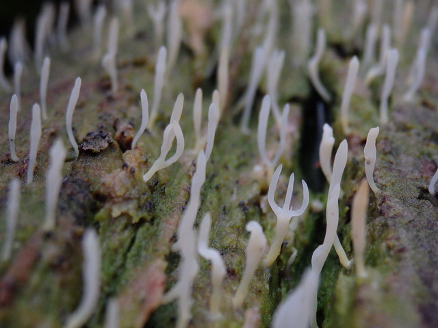  green-algae coral fungus (Multiclavula mucida) linville gorge
